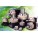 PLANET REDİKTÖRLER 120 GÖVDE 